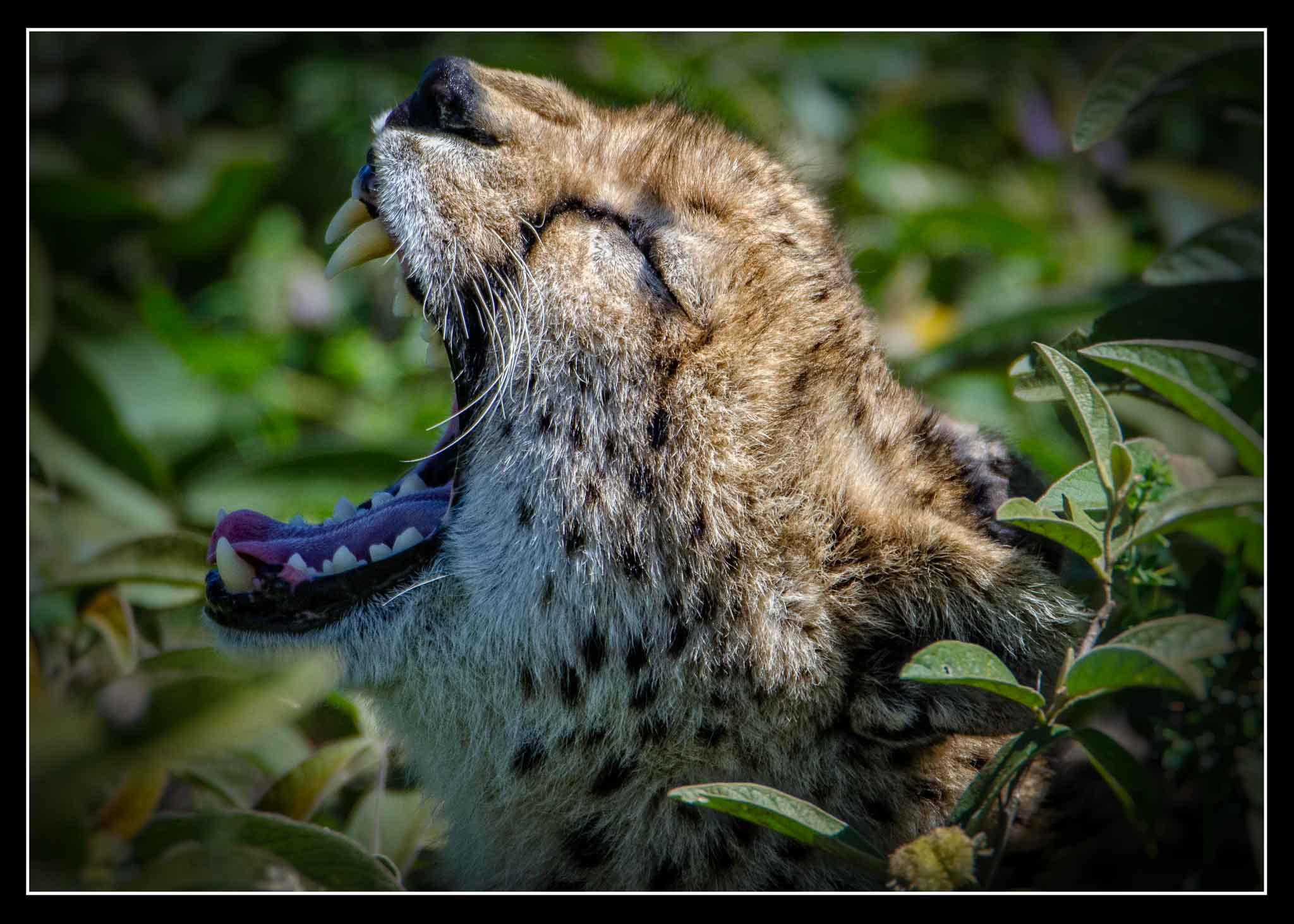 Cheetah in Tanzania