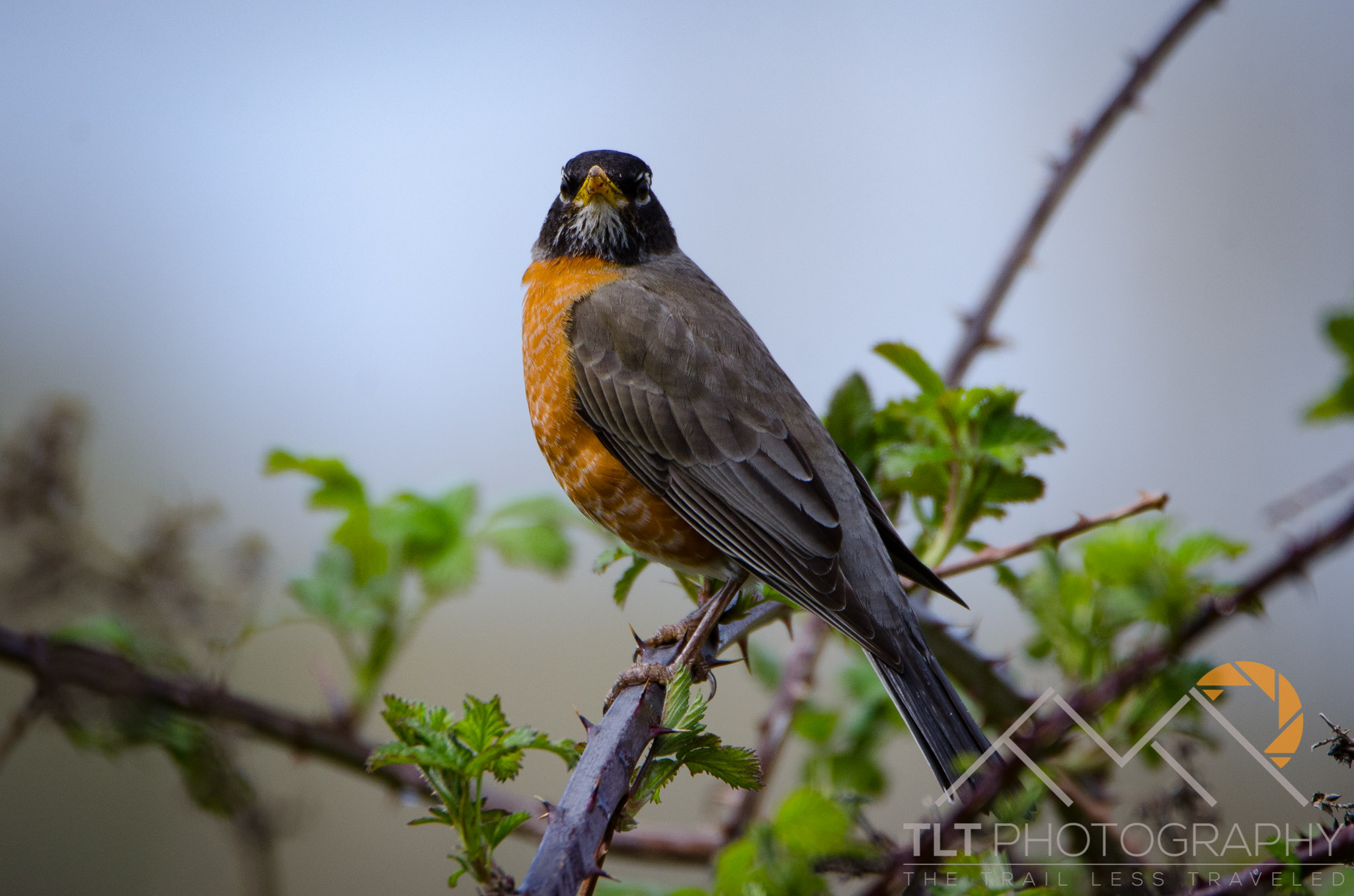 Robin at Sandy River Delta Park